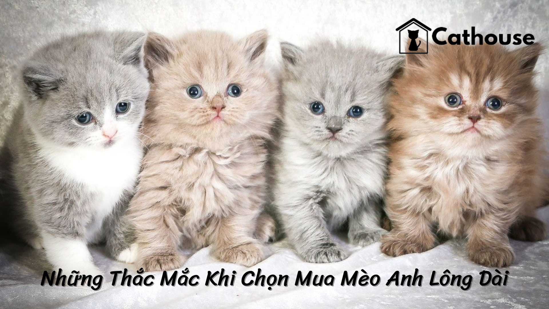 Những Thắc Mắc Khi Chọn Mua Mèo Anh Lông Dài