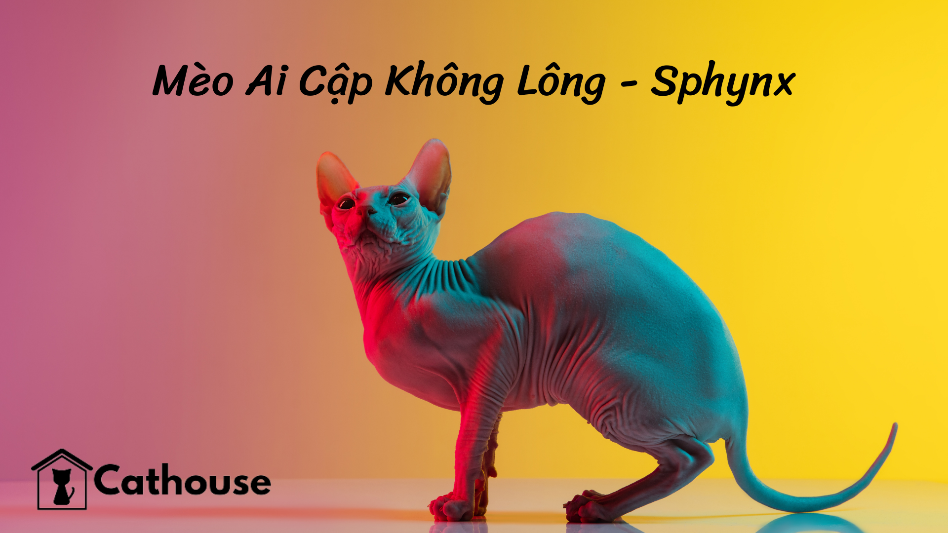 Mèo Ai Cập Không Lông - Sphynx - Đặc Điểm Và Giá Bán