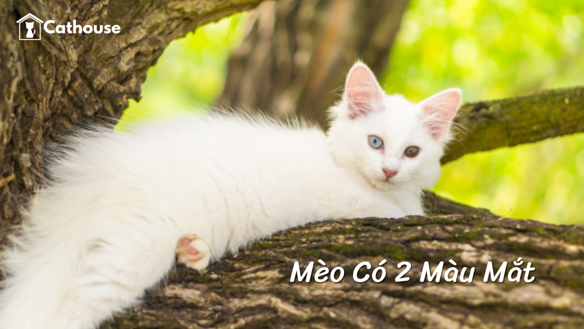 Những Giống Mèo Có 2 Màu Mắt - Vì Sao Mèo Có 2 Màu Mắt?