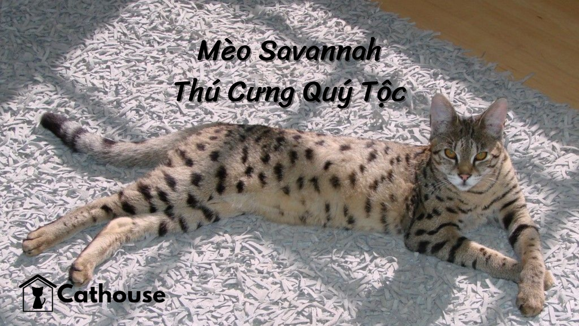 Mèo Savannah - Thú Cưng Quý Tộc - Đặc Điểm Và Cách Chăm Sóc