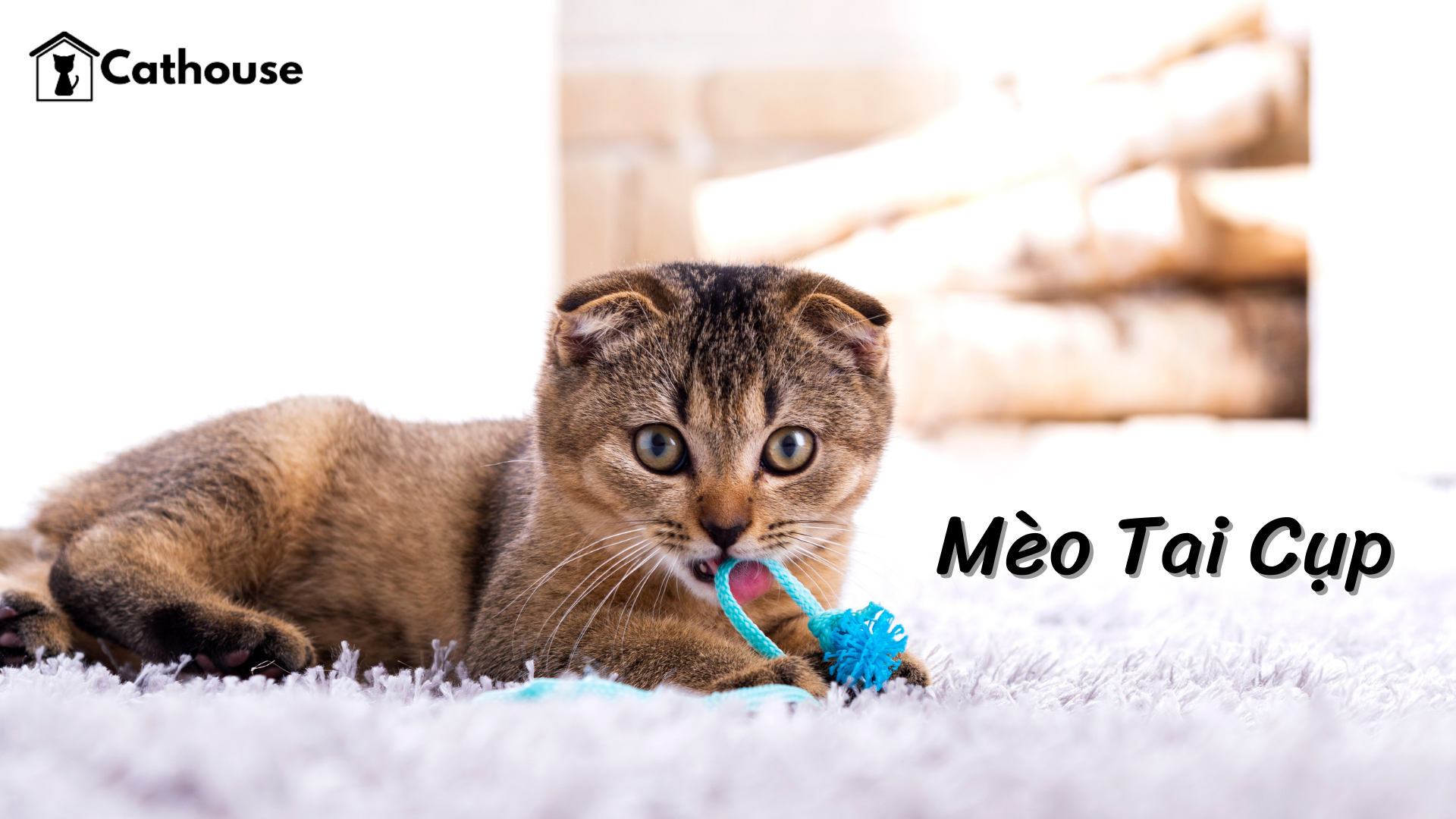 Tất Tần Tật Về Mèo Tai Cụp - Xuất Xứ Và Cách Chăm Sóc