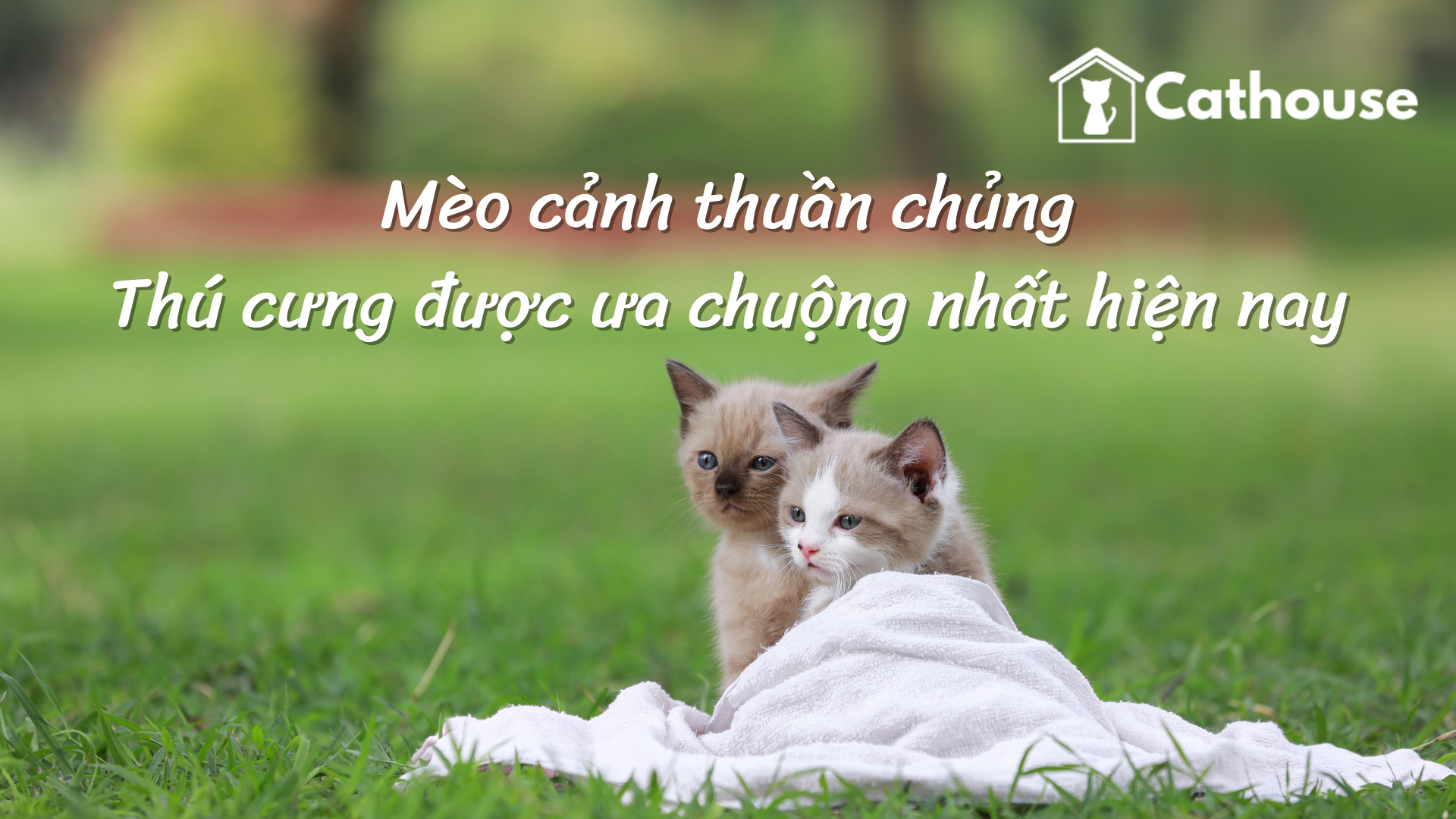 Mèo cảnh thuần chủng - Thú cưng được ưa chuộng nhất hiện nay