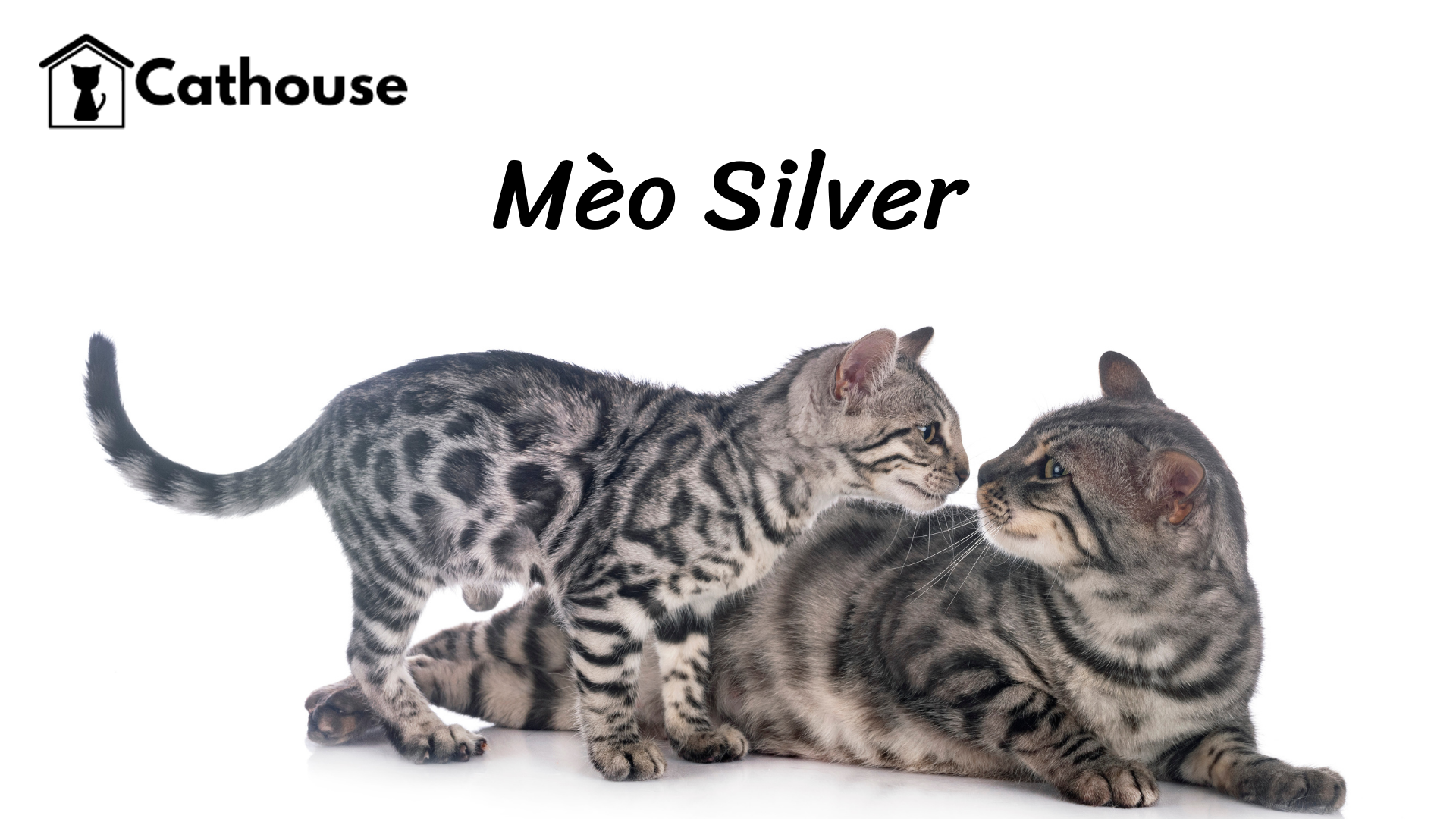 Mèo Silver - Thông Tin Cần Biết Và Giá Bán