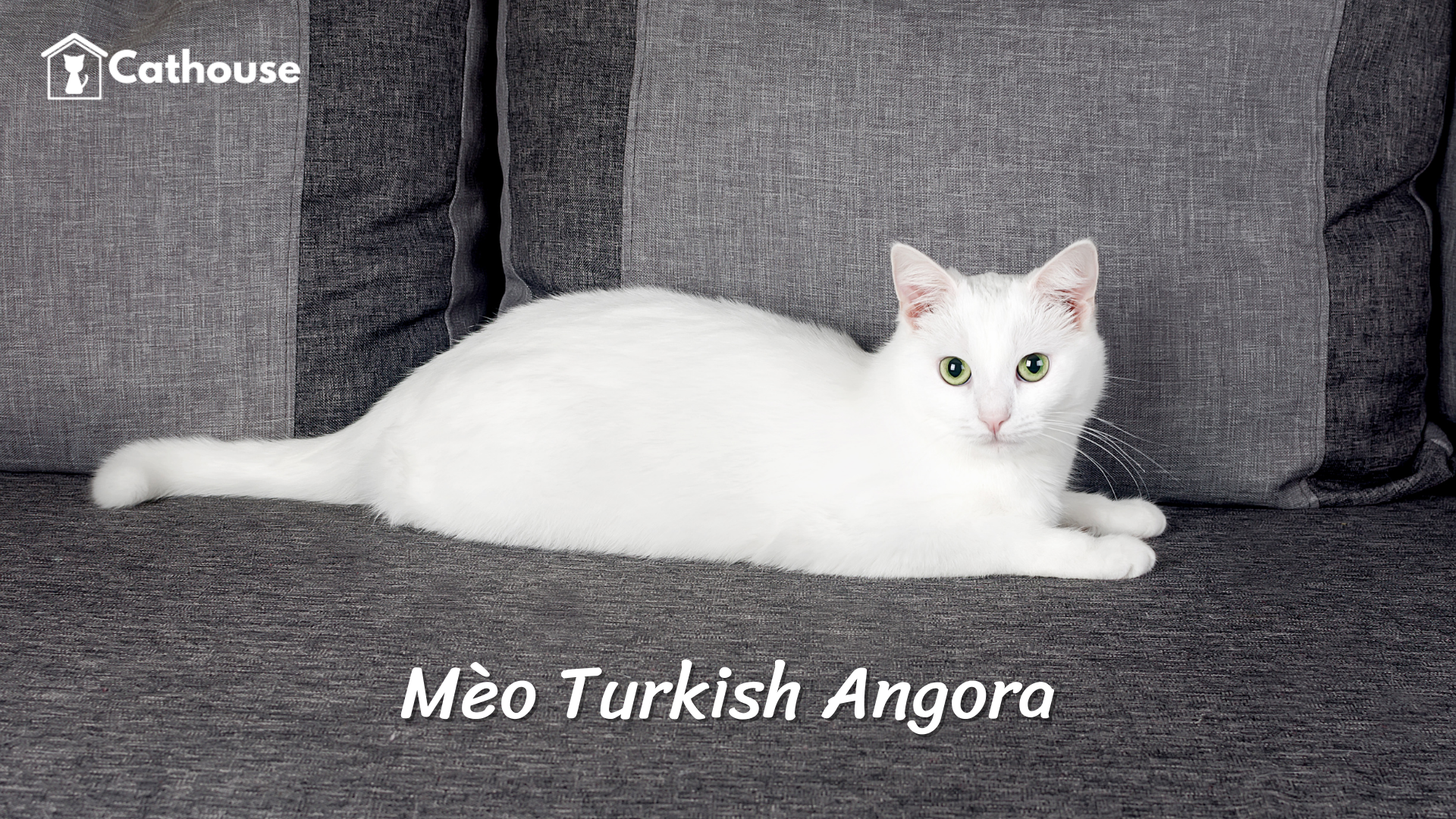 Mèo Turkish Angora – Giống Mèo Độc Lạ Đến Từ Thổ Nhĩ Kỳ