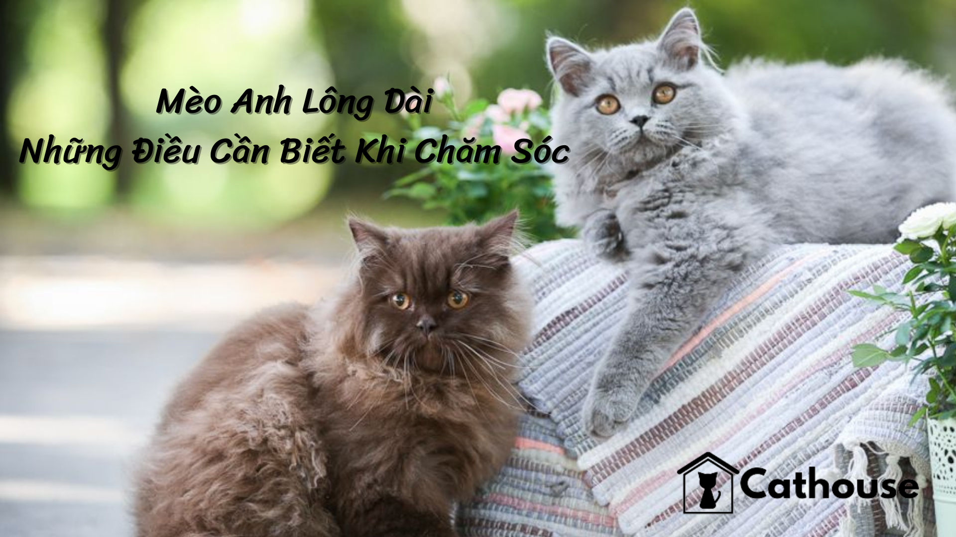 Mèo Anh Lông Dài Và Những Điều Cần Biết Khi Chăm Sóc