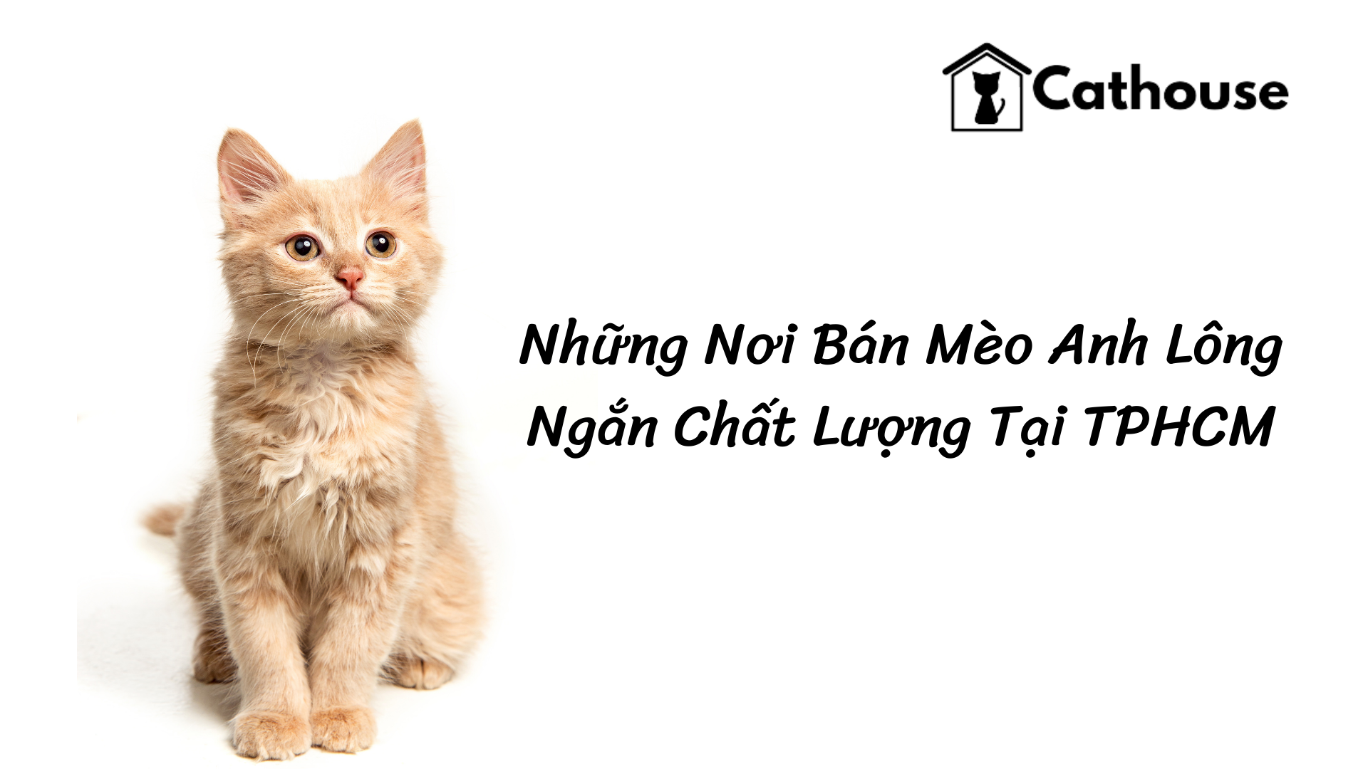Điểm Tên Những Nơi Bán Mèo Anh Lông Ngắn Chất Lượng Tại TPHCM