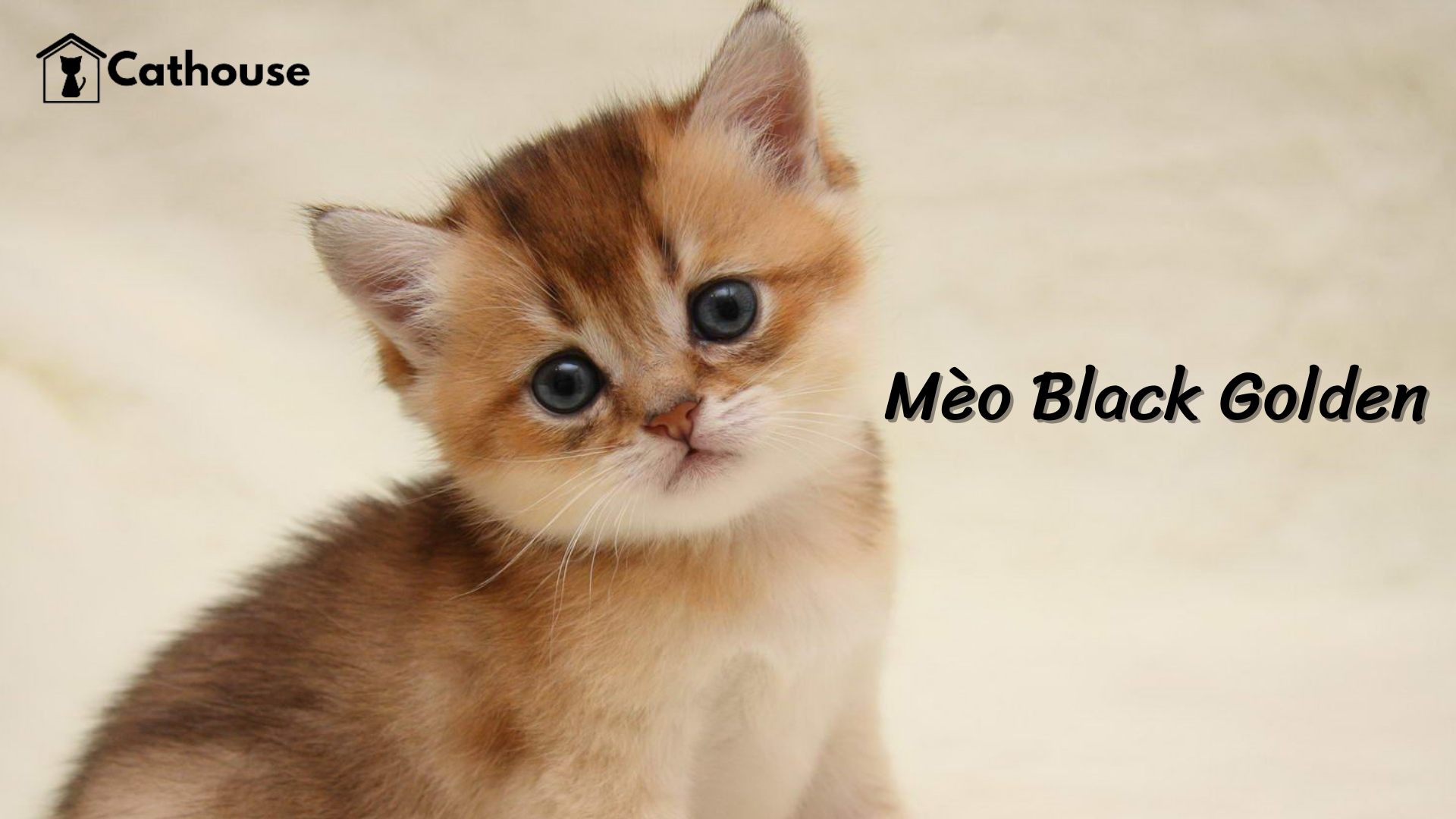 Mèo Black Golden Có Đặc Điểm Gì? Giá Bao Nhiêu - Chăm Sóc Như Thế Nào