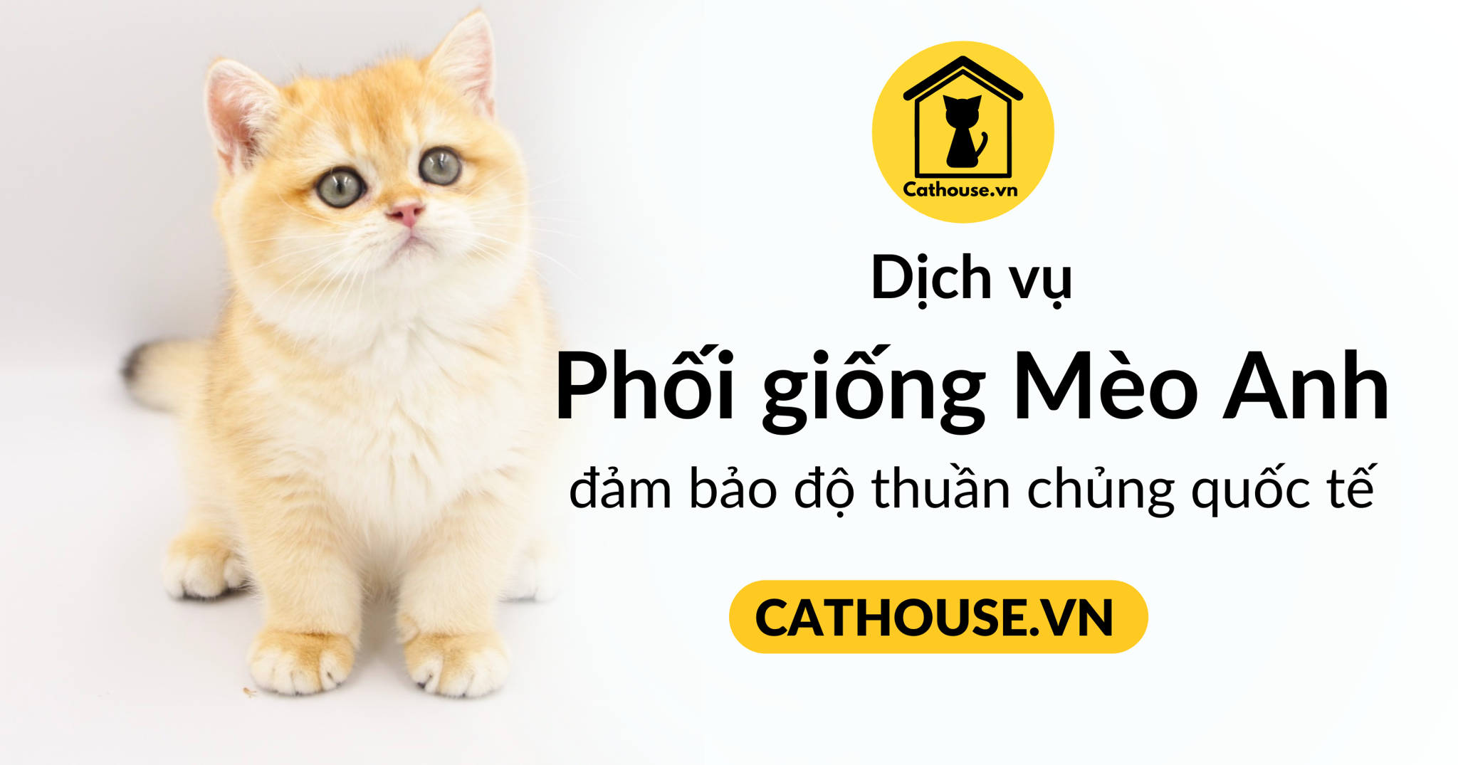 Dịch vụ phối giống Mèo Anh Lông ngắn TP Hồ Chí Minh