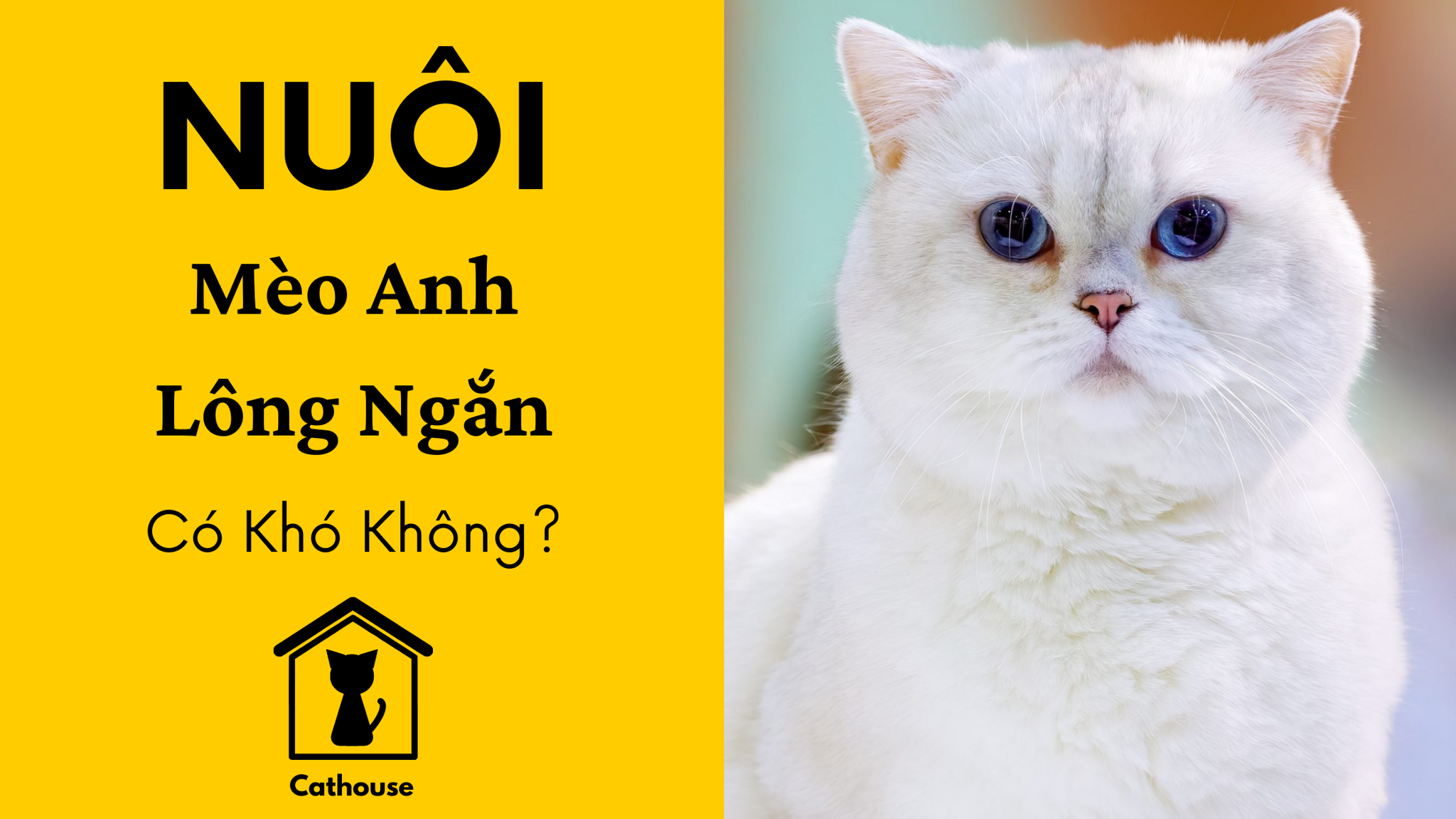 Nuôi Mèo Anh Lông Ngắn Có Khó Không?