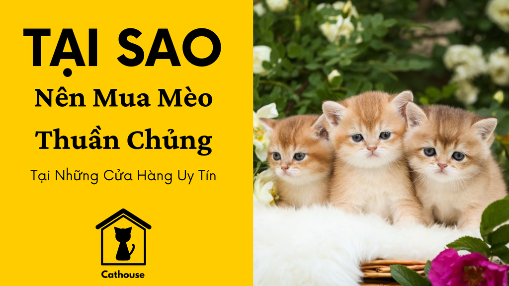 Tại Sao Nên Mua Mèo Thuần Chủng Tại Những Cửa Hàng Uy Tín