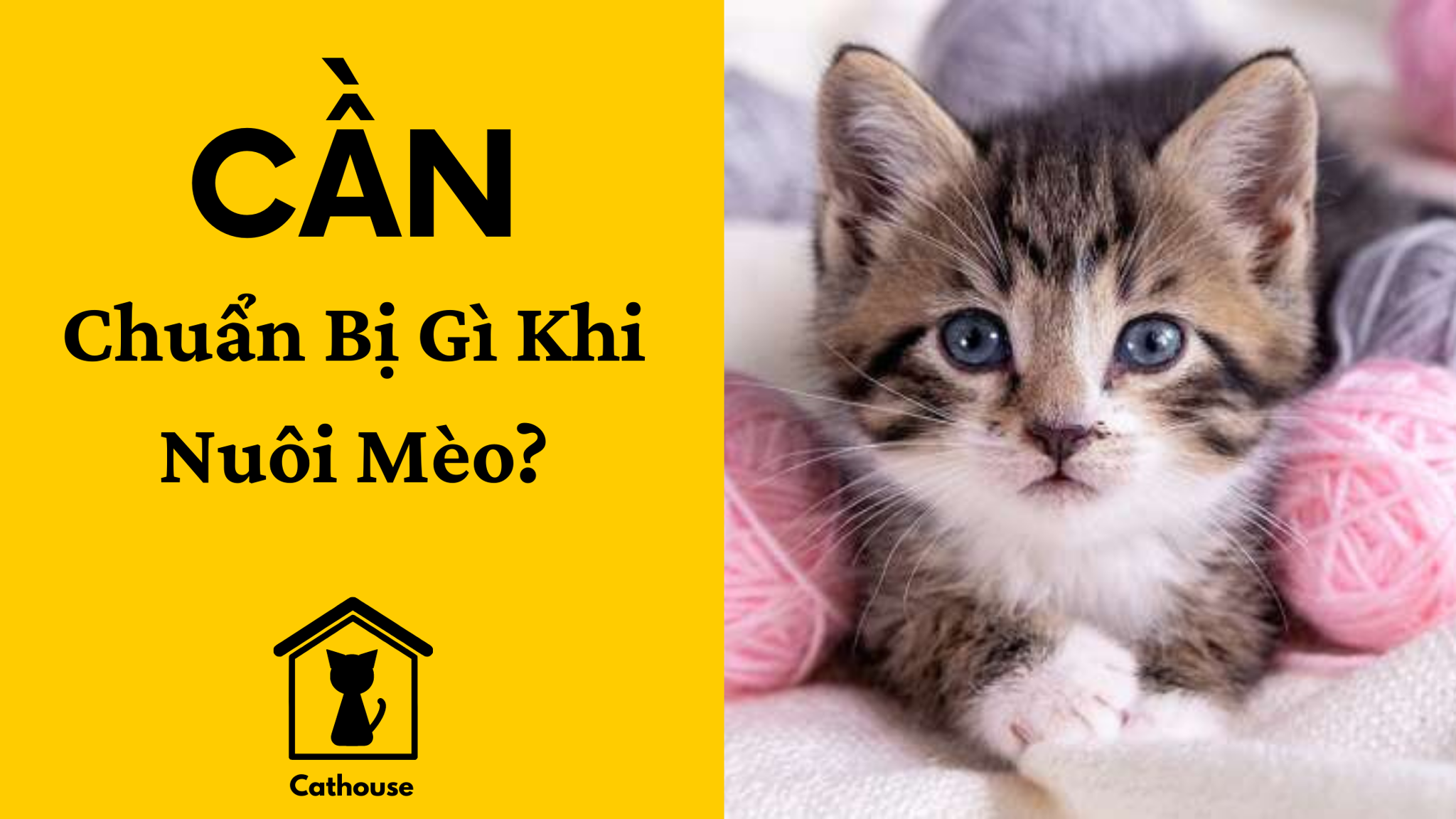 Cần Chuẩn Bị Gì Khi Nuôi Mèo?