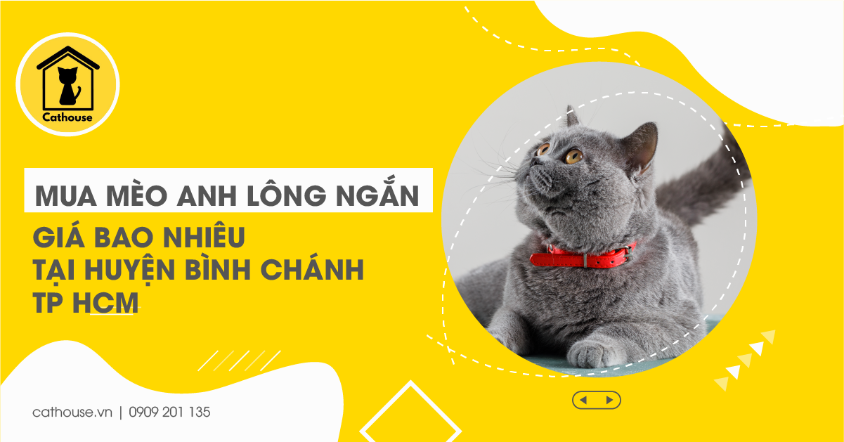 Mua Mèo Anh Lông Ngắn Giá Bao Nhiêu Tại Huyện Bình Chánh Tp HCM