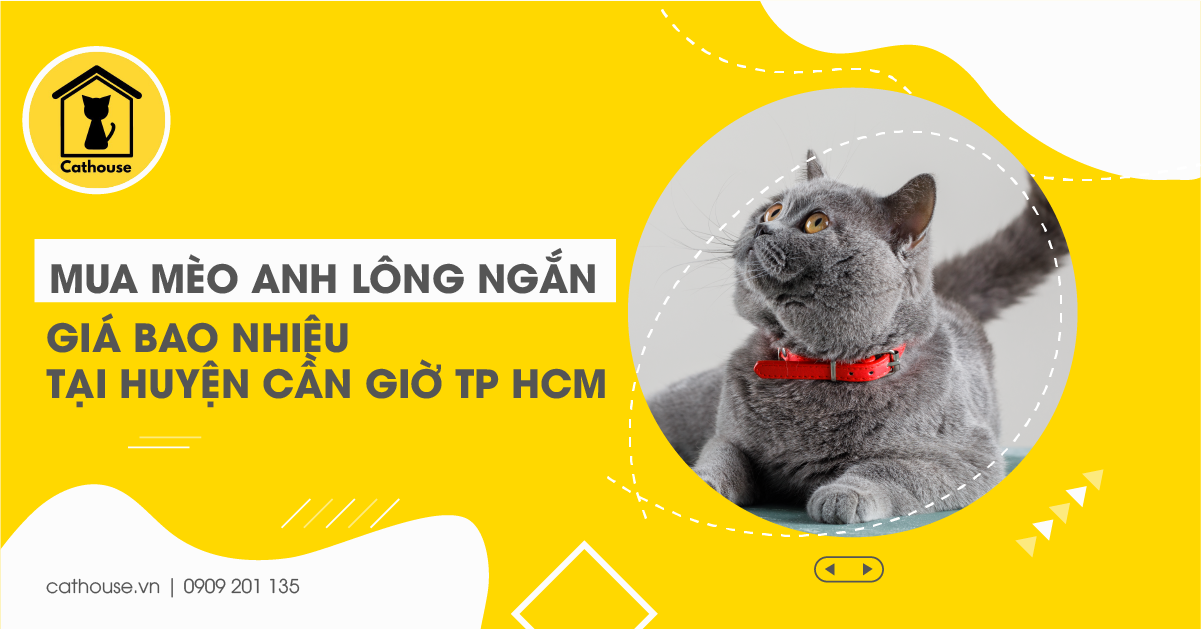 Mua Mèo Anh Lông Ngắn Giá Bao Nhiêu Tại Huyện Cần Giờ Tp HCM