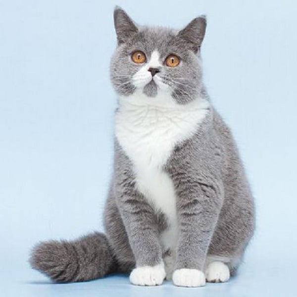 Mèo Anh Lông Ngắn Bicolor – Tìm Hiểu Đặc Điểm Nổi Bật Nhận Biết Mèo Bicolor