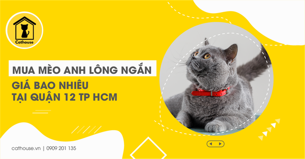 Mua Mèo Anh Lông Ngắn Giá Bao Nhiêu Tại Quận 12 Tp HCM
