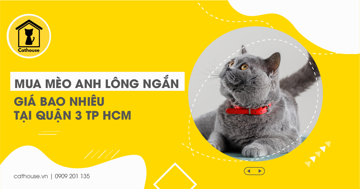 Mua Mèo Anh Lông Ngắn Giá Bao Nhiêu Tại Quận 3 Tp HCM