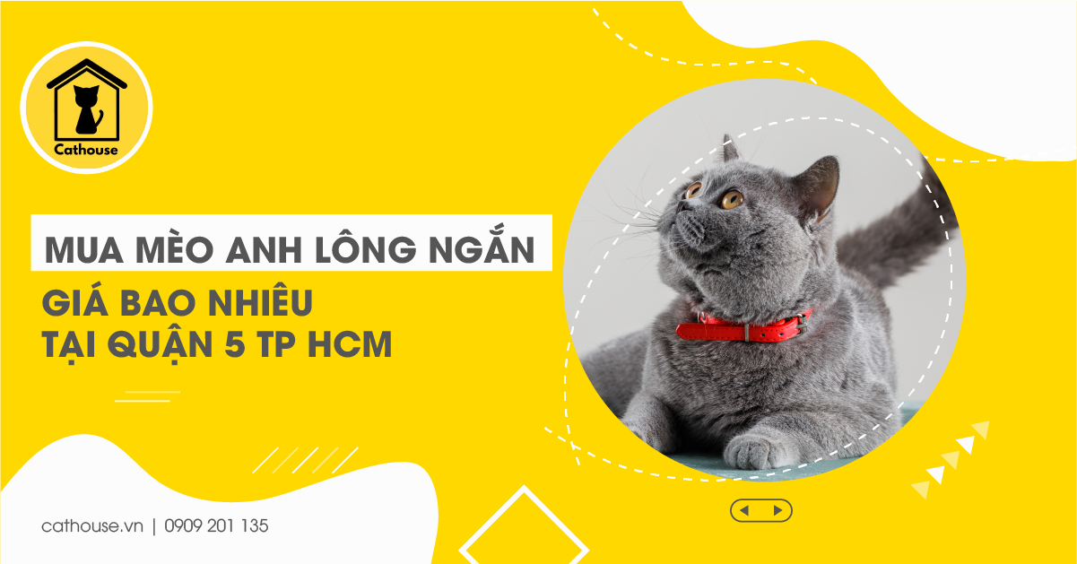 Mua Mèo Anh Lông Ngắn Giá Bao Nhiêu Tại Quận 5 Tp HCM