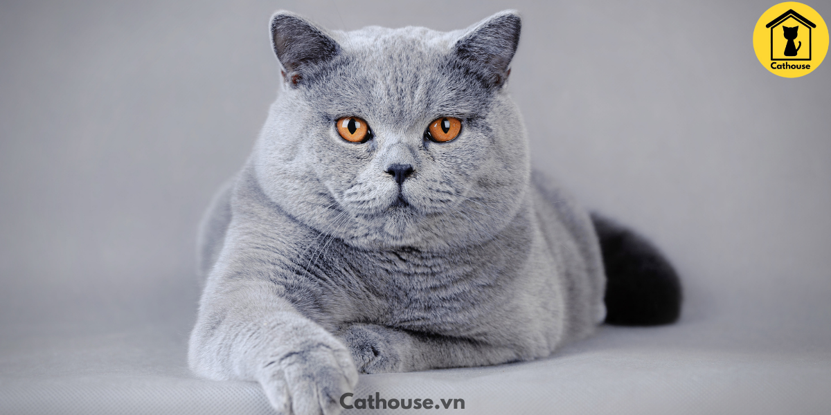 Mèo Anh lông ngắn– Cách chăm sóc và bảng giá Mèo Anh