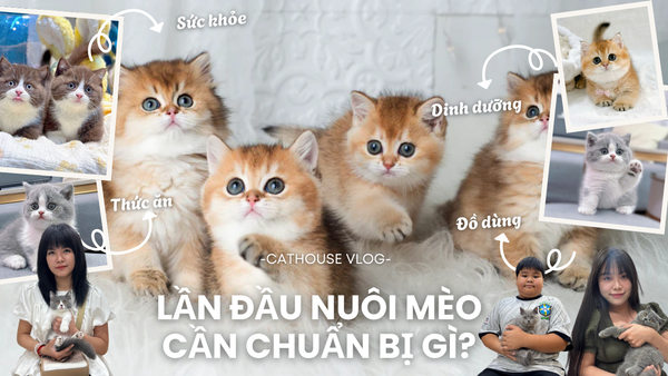 Hướng Dẫn Mua Mèo Anh Lông Ngắn và nuôi mèo con cho sen mới