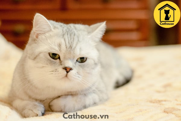 Mèo Silver - Thông Tin Của Mèo Silver Và Giá Bán ?