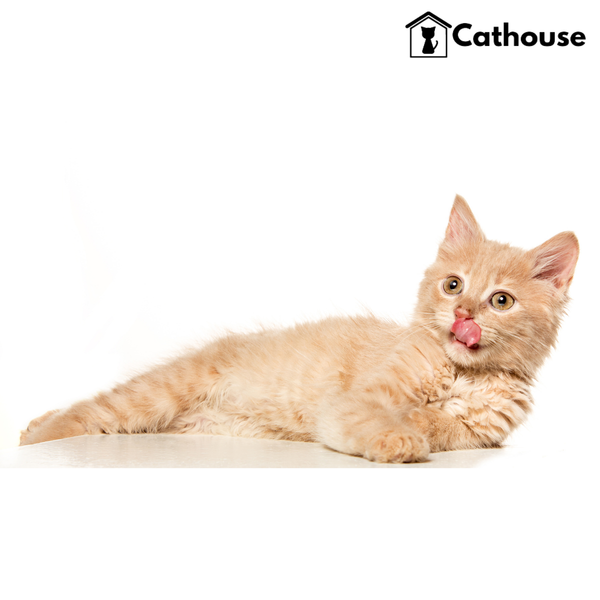 cathouse