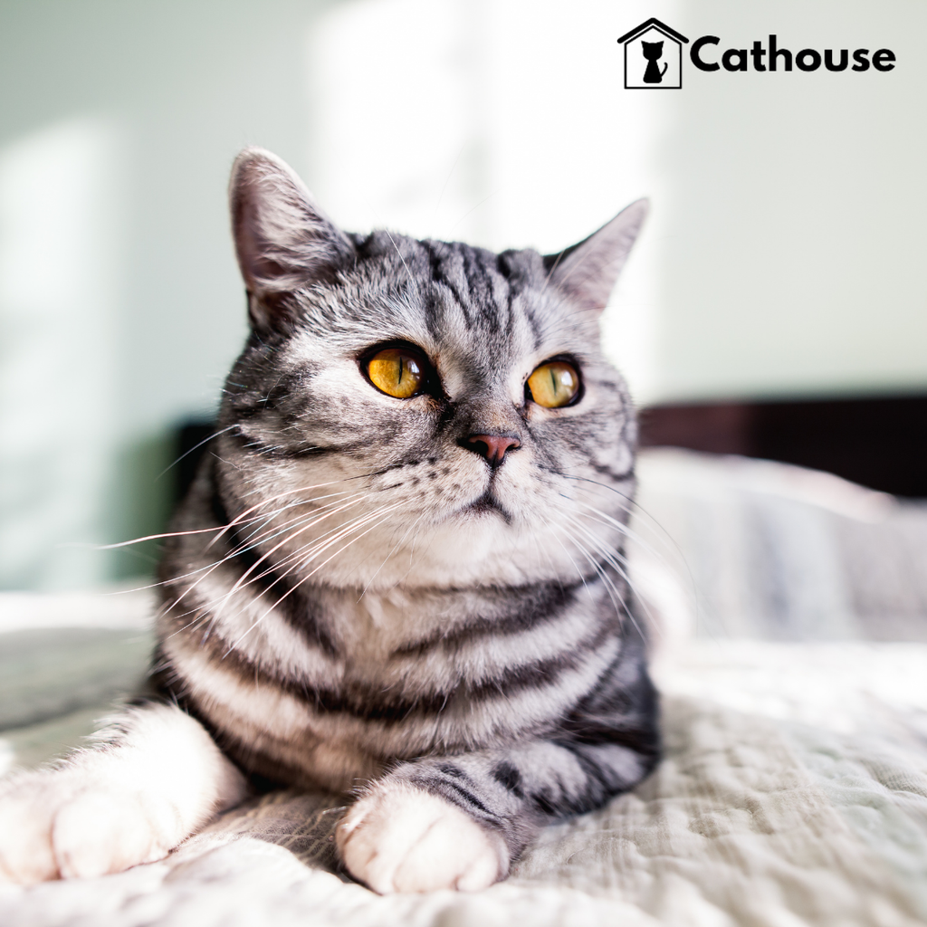 cathouse