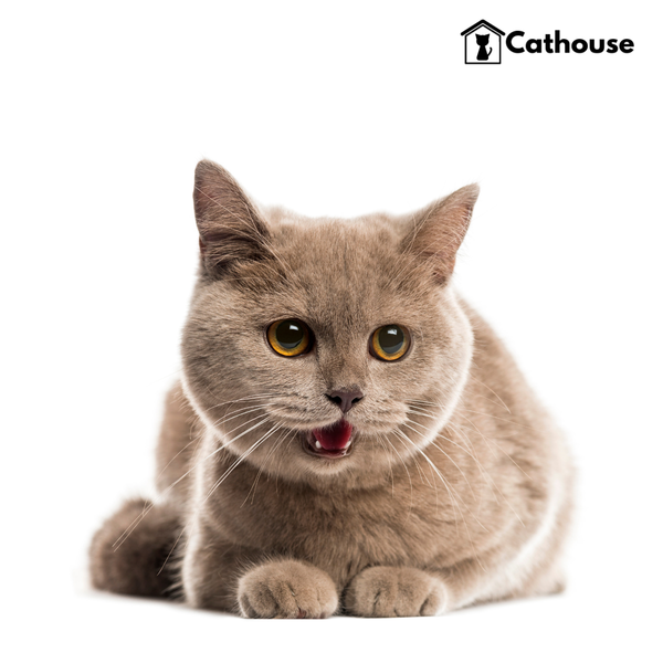 cathouse