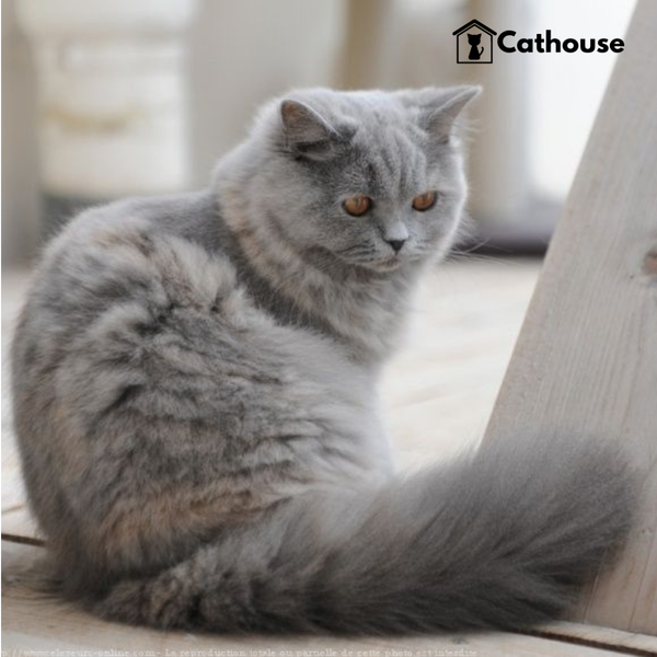 cathouse