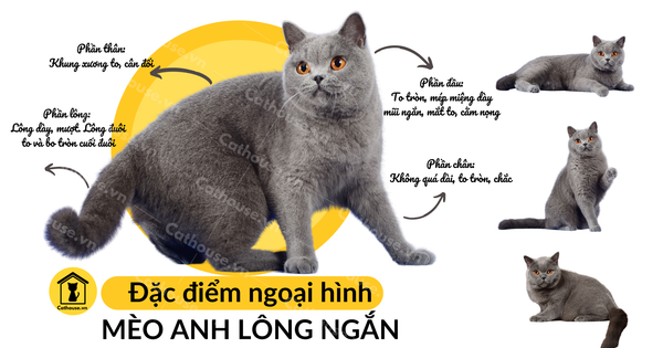 Mèo lông ngắn Anh – Wikipedia tiếng Việt