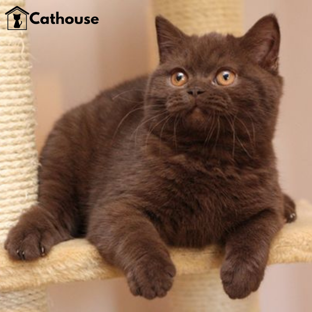 cathouse