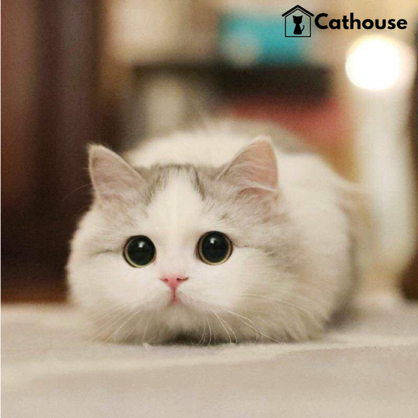 cathouse