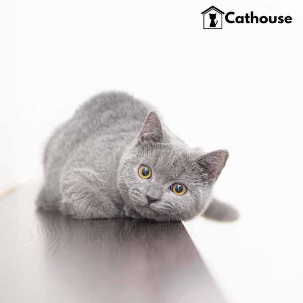 cathouse