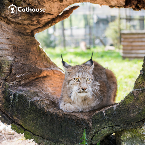 Mèo Caracal - Linh Miêu Tai Đen - Thú Cưng Đắt Đỏ Dành Cho Giới Đại Gia