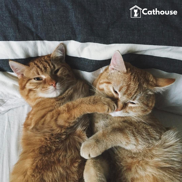 cathouse