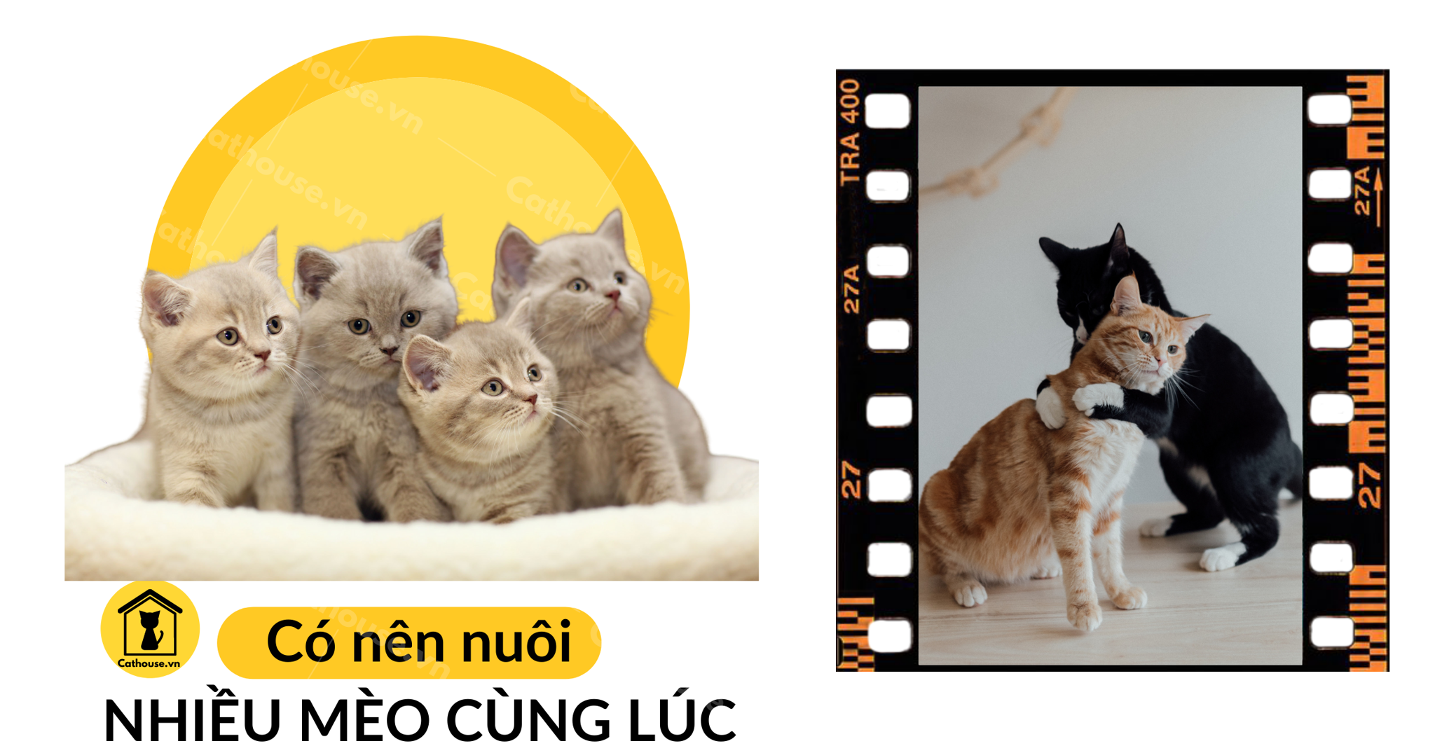 xac_dinh_tam_ly_khi_nuoi_meo__3__cc2279f26df949f68d969d353747f5ad.png