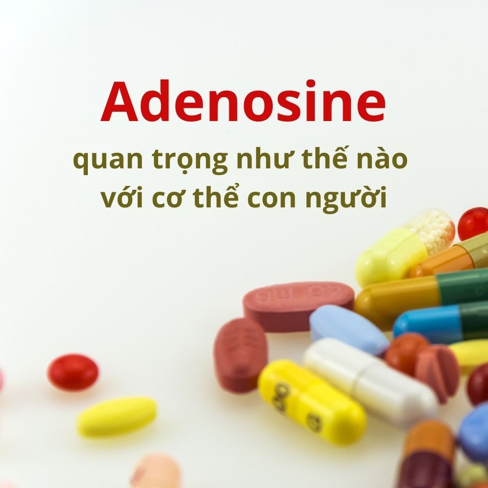adenosine quan trọng như thế nào với cơ thể con người
