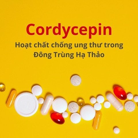 Cordycepin - Hoạt chất chống ung thư trong Đông Trùng Hạ Thảo