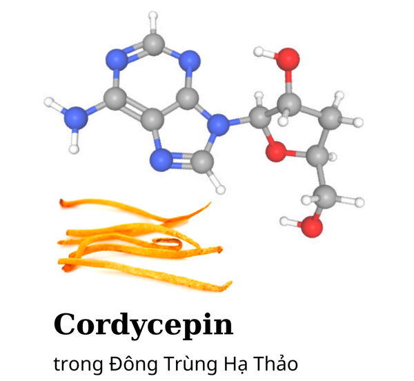 hoạt chất cordycepin công thức hóa học