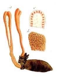 mặt cắt đông trùng hạ thảo cordyceps militaris