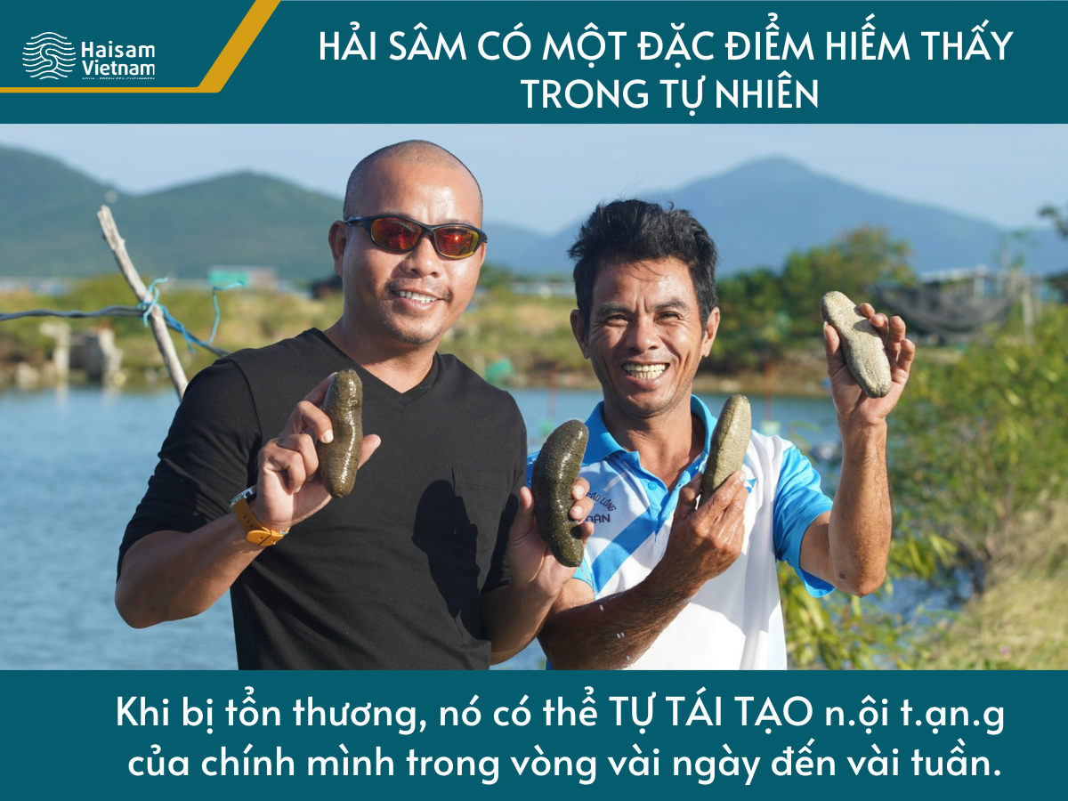 Đặc Điểm Làm Cho Hải Sâm Trở Nên Đặc Biệt Trong Y Học!