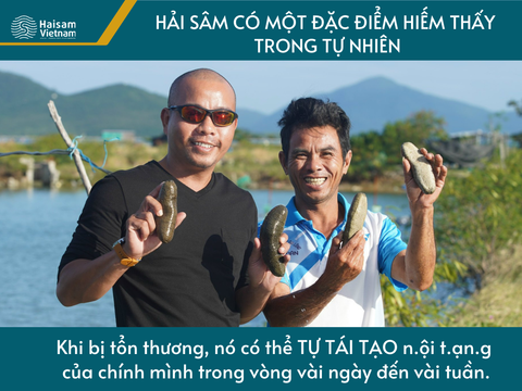 Đặc Điểm Làm Cho Hải Sâm Trở Nên Đặc Biệt Trong Y Học!