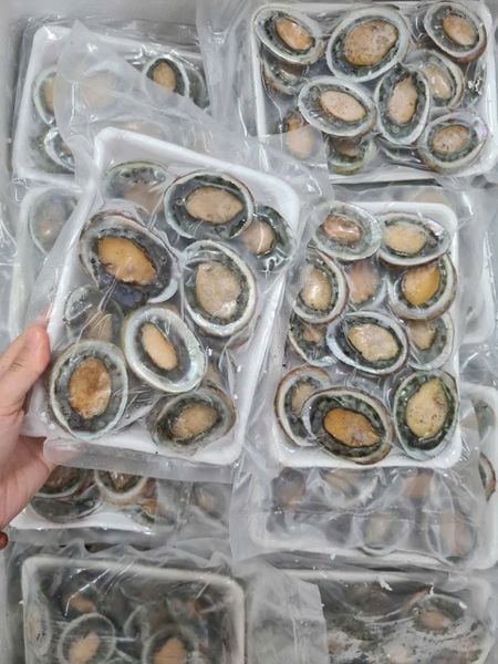 bào-ngư-phú-quốc-LeconSeafoods-2