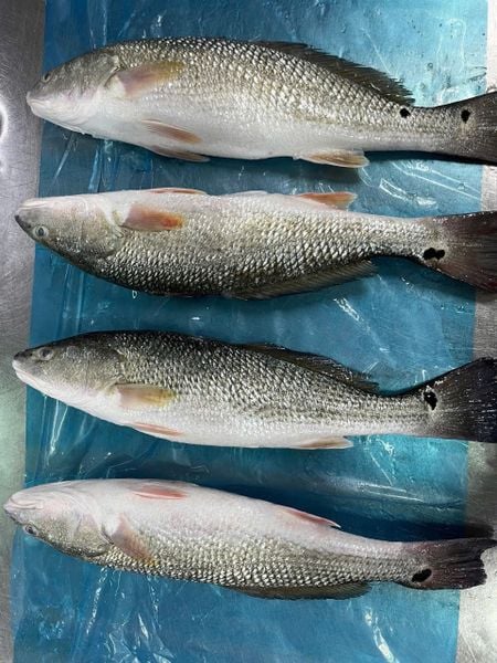 cá-hồng-mỹ-LeconSeafoods