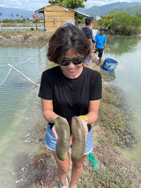 hải sâm cát- nguyên liệu - LeconSeafoods