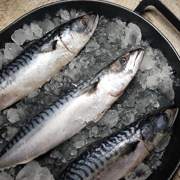 saba-nhat-nguyen-con-mackerel-leconseafoods