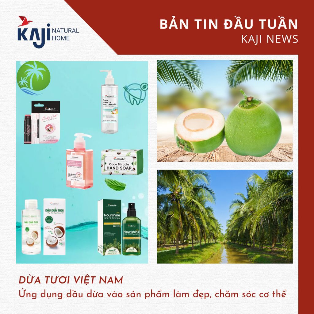 “Đánh thức” giá trị và tiềm năng của dầu dừa Việt Nam