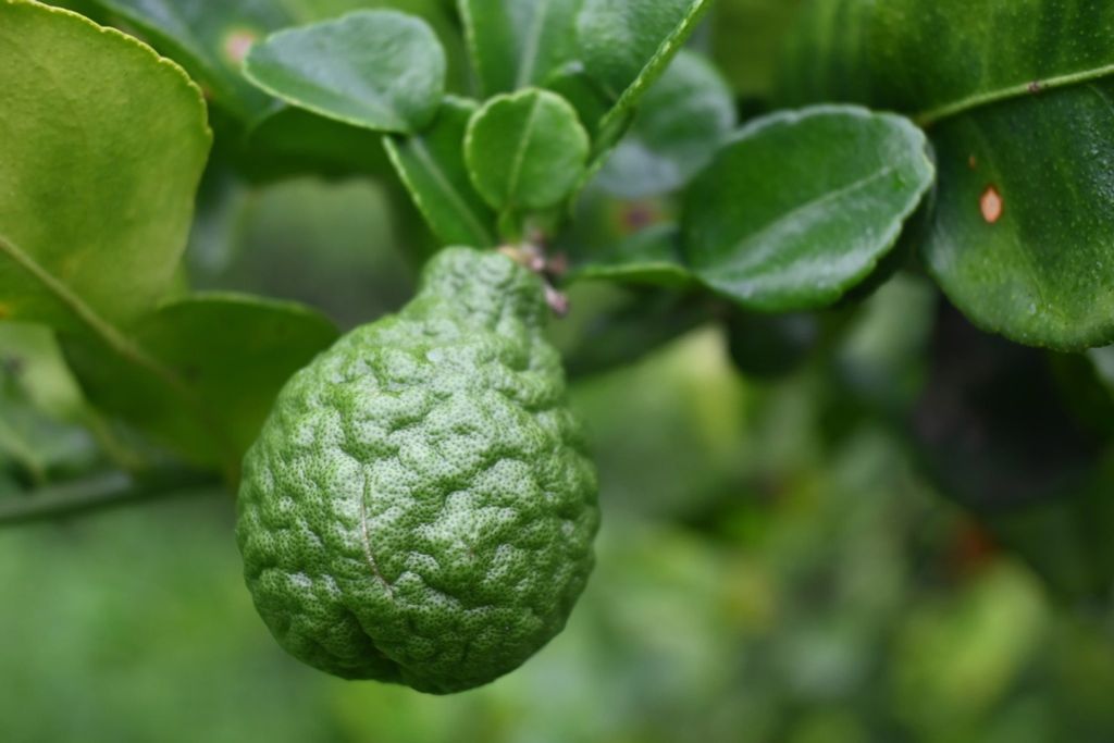 Trúc thơm - Câu chuyện bí mật diệu kì từ thiên nhiên