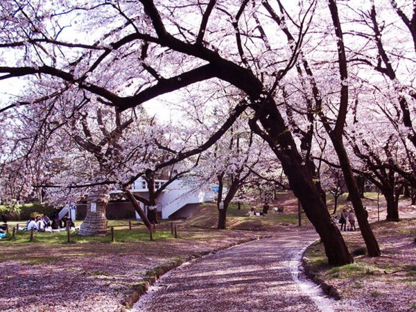 Hoa anh đào tại công viên Yoyogi - Tokyo