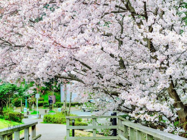 Hoa anh đào tại vườn bách thảo Shiranoe - Fukuoka
