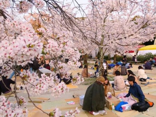 Picnic ngắm hoa anh đào Nhật Bản